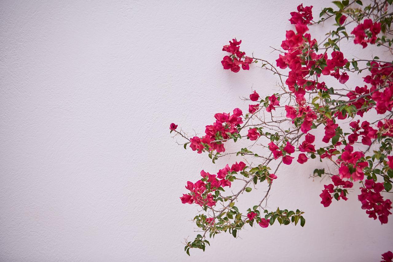 Spetses Retreat Accommodation 외부 사진